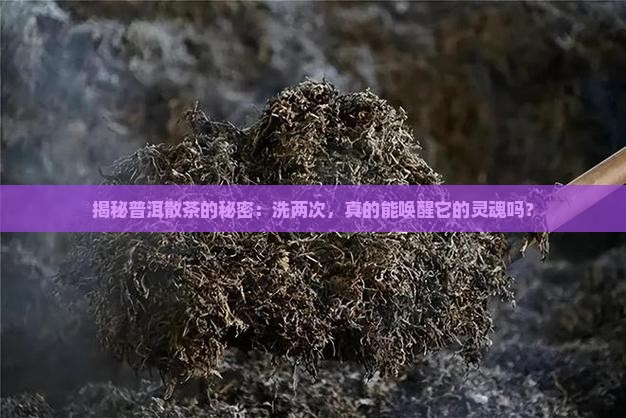 普洱茶散茶要洗茶2次比较好