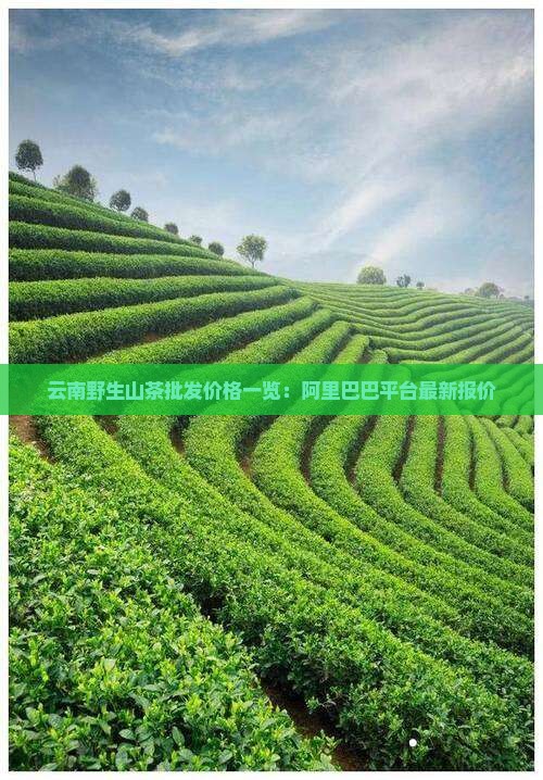 云南野山茶的价格多少一斤
