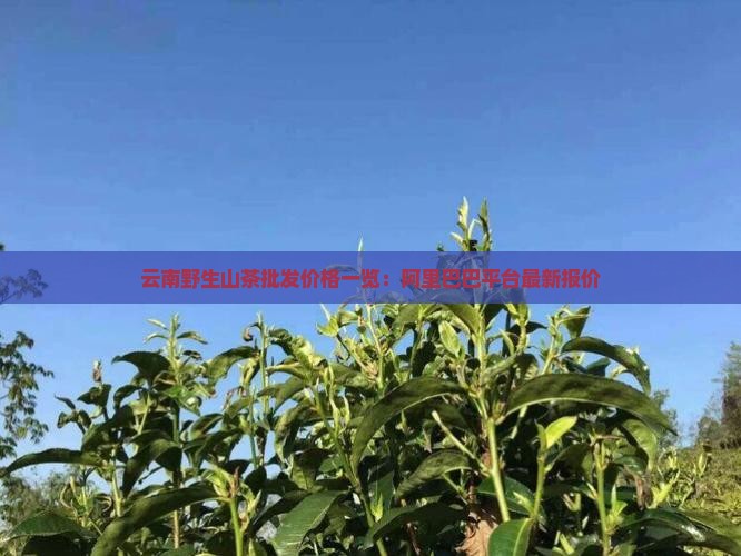 云南野山茶的价格多少一斤
