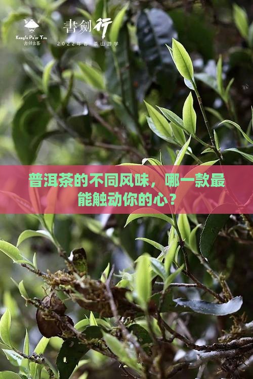 普洱茶各种茶特色