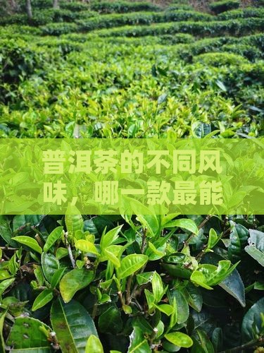 普洱茶各种茶特色
