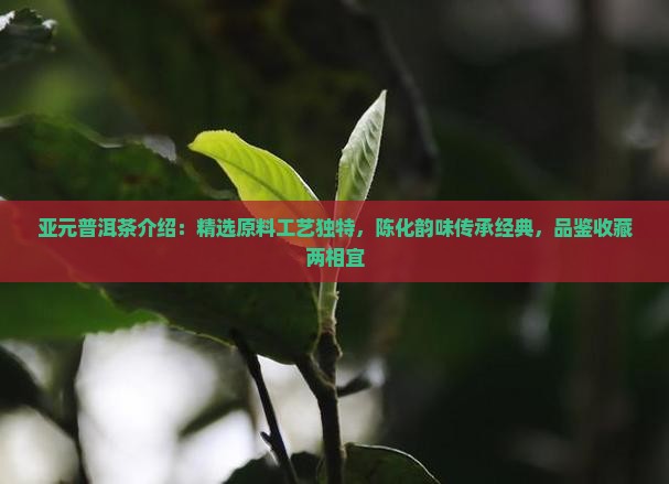 亚元普洱茶介绍