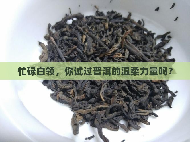 办公室白领普洱茶