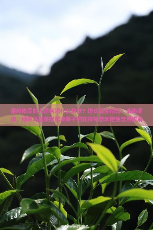 湿热体质喝什么茶祛湿