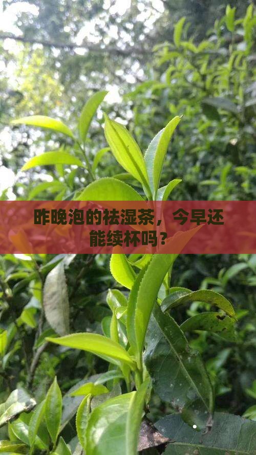 祛湿茶过夜还能喝吗