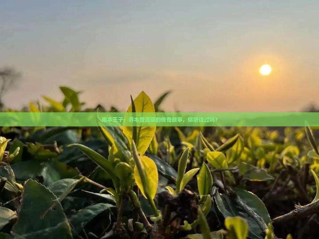 南本王子乔木普洱茶 南本王子乔木普洱茶