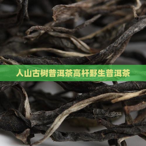 野人山普洱茶高杆