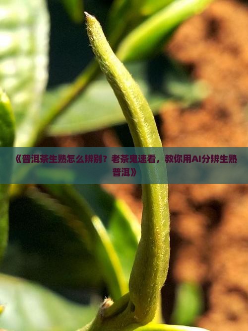 普洱茶生熟辨别法