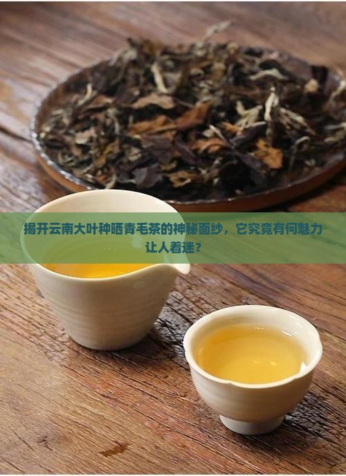 云南大叶种晒青毛茶是什么茶