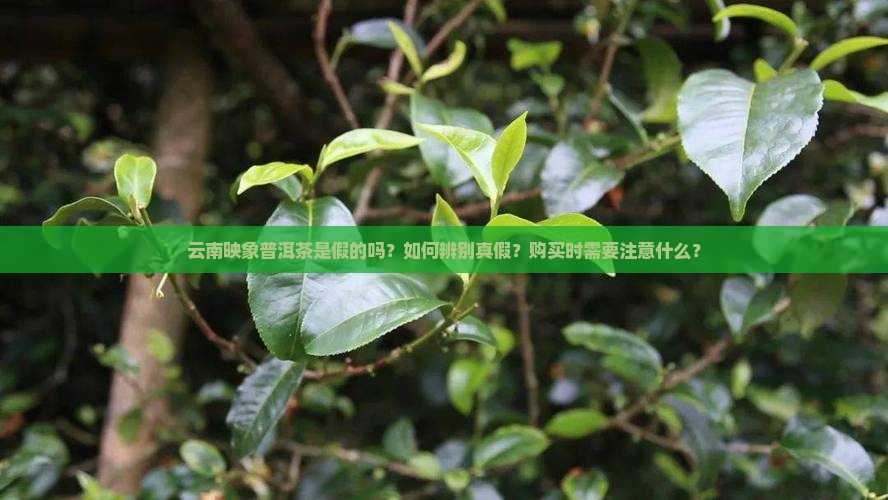 云南映象普洱茶假的
