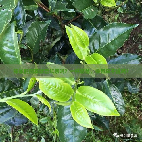 红茶体寒的人能喝吗