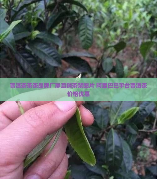 普洱茶熟茶茶架