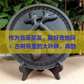 大叶种是古树茶吗