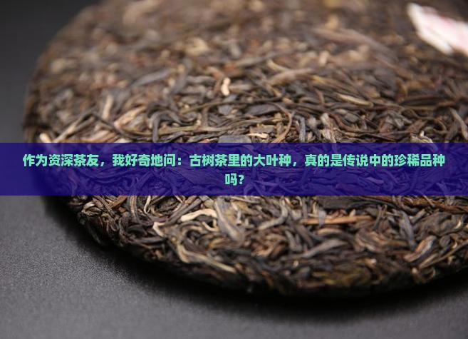 大叶种是古树茶吗