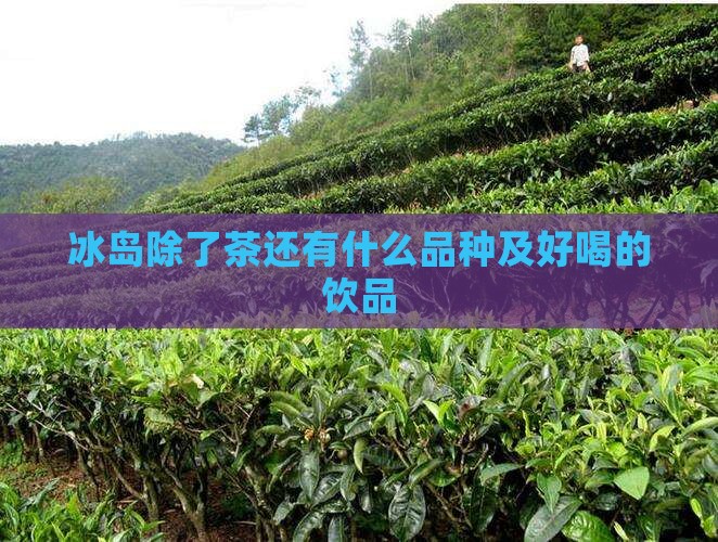 冰岛除了茶还有什么