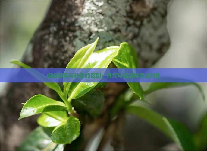 崂山春茶和秋茶的区别