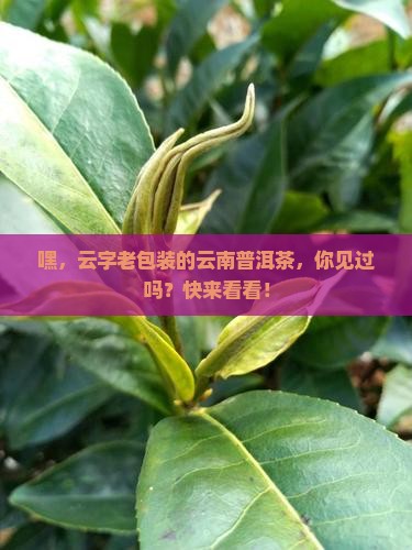 包装云南普洱茶云字老写