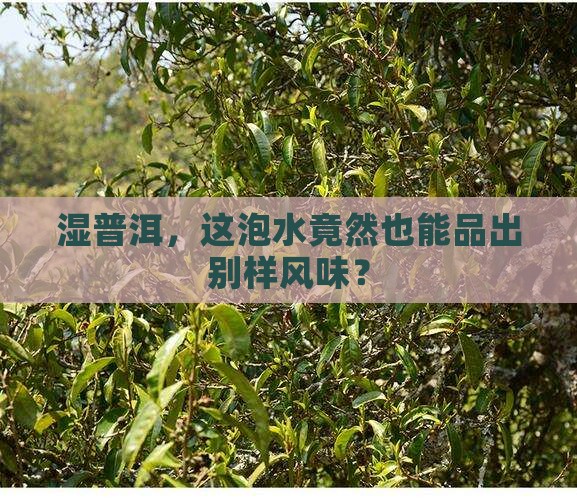 湿普洱茶可以喝吗