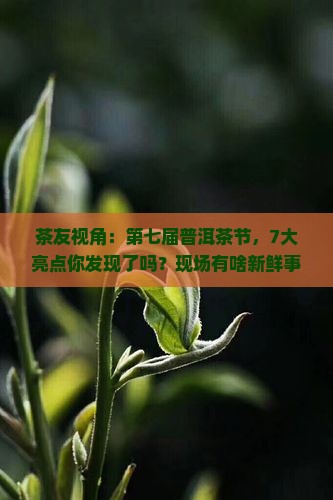 第七届普洱茶节