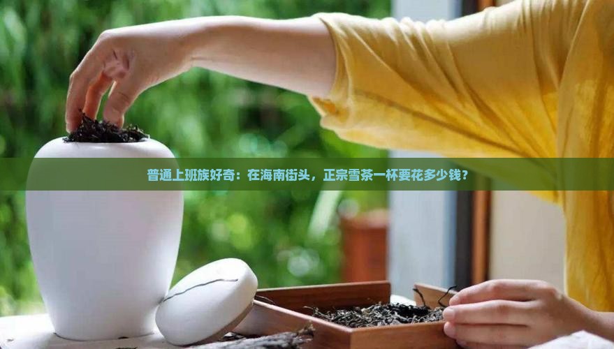 海南雪茶价格大概多少