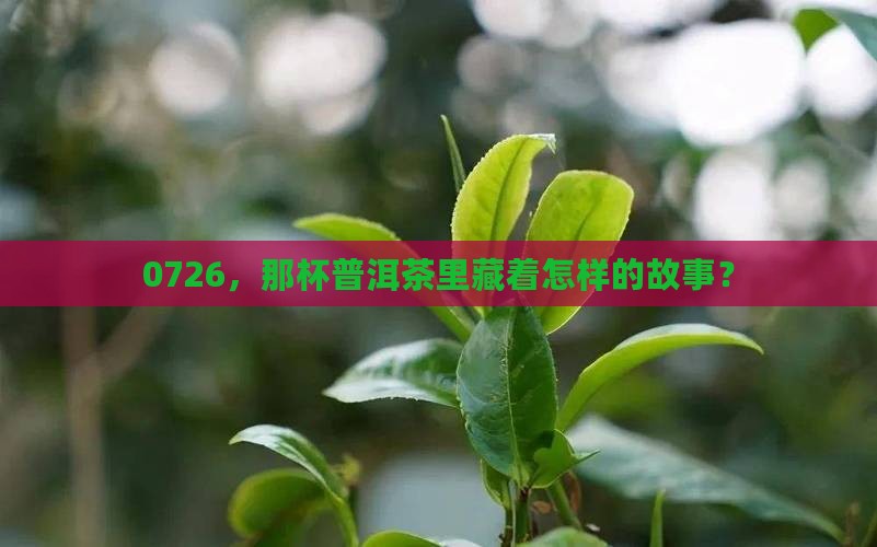 0726普洱茶 0726普洱茶