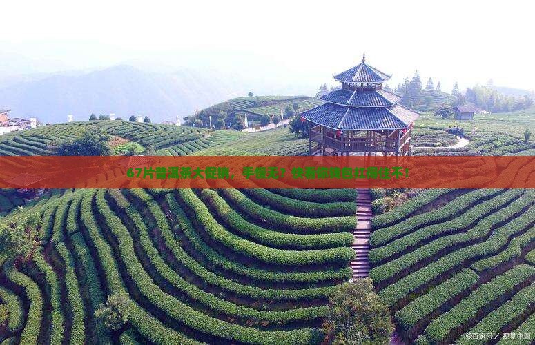 六七十一饼普洱茶