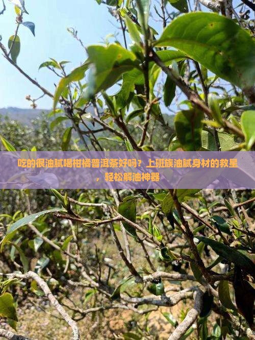 吃的很油腻喝柑橘普洱茶好吗