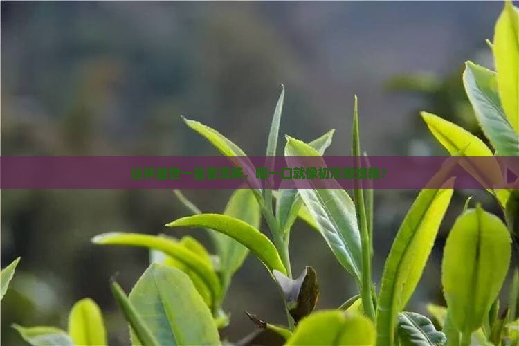 盛世一品普洱茶