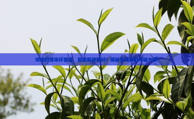 感冒咳嗽可以喝普洱茶吗6