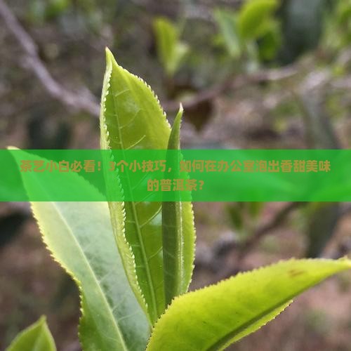 普洱茶怎样泡更香更甜