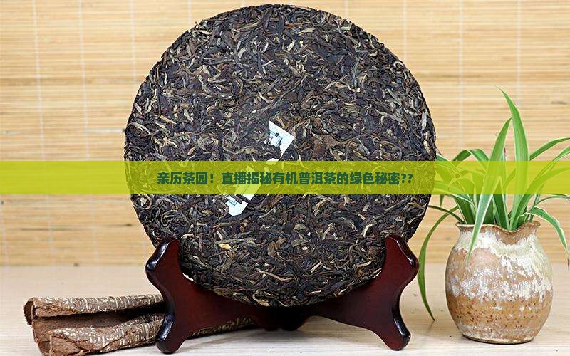 直播有机普洱茶