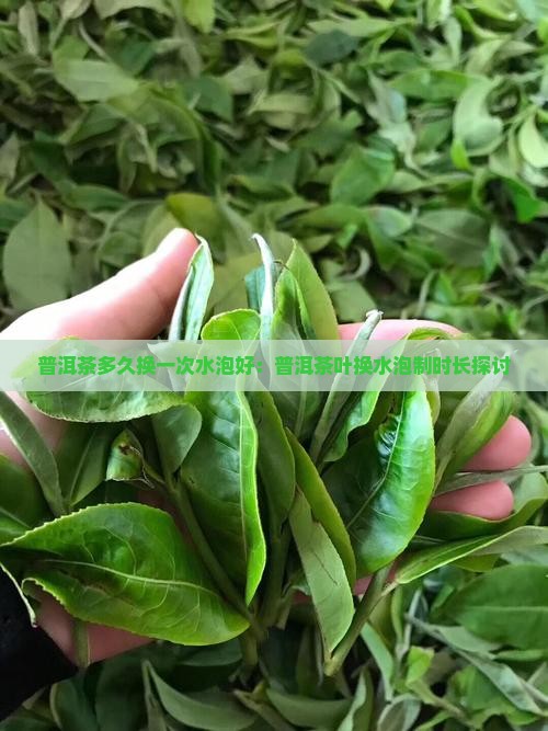 普洱茶多久换一次水泡好