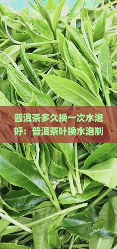 普洱茶多久换一次水泡好