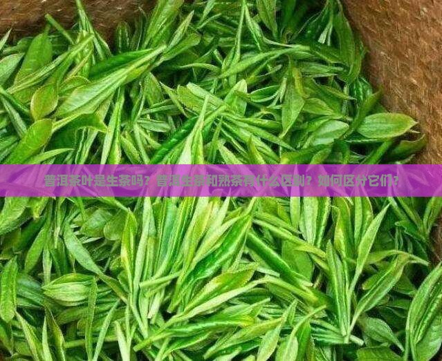 普洱茶叶是生茶吗