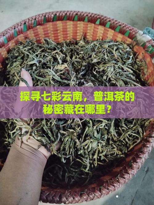 七彩云南普洱茶怎样