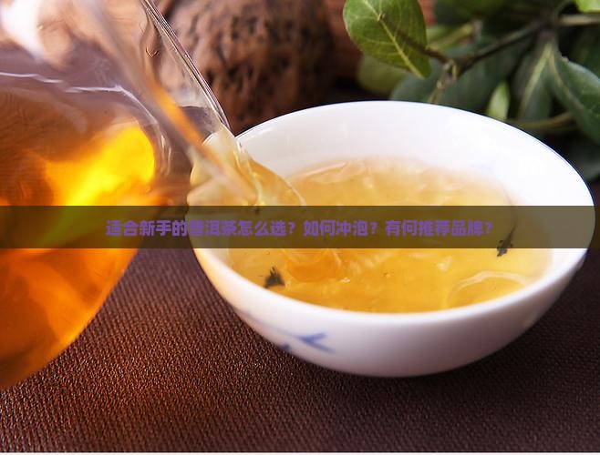 适合新手的普洱茶