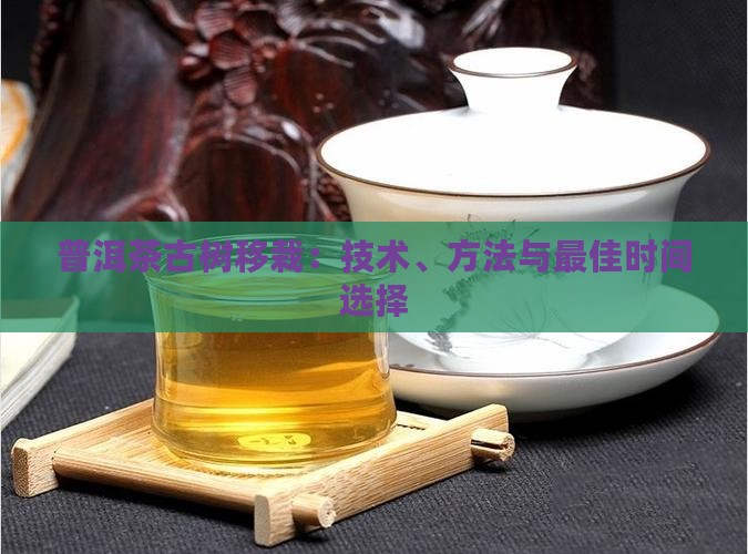 普洱茶古树移栽