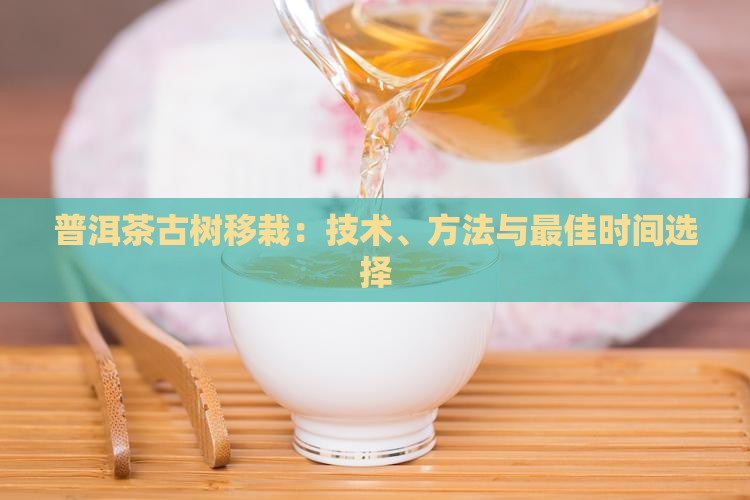 普洱茶古树移栽