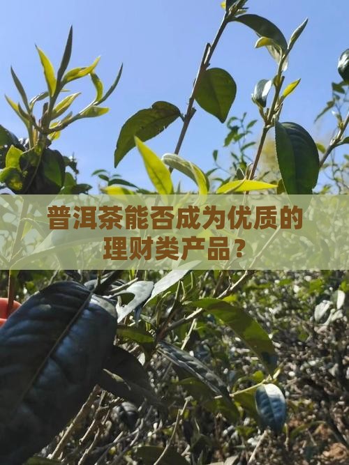 普洱茶能成为理财产品吗