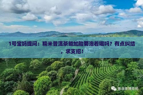 糯米普洱茶可以加胎菊吗