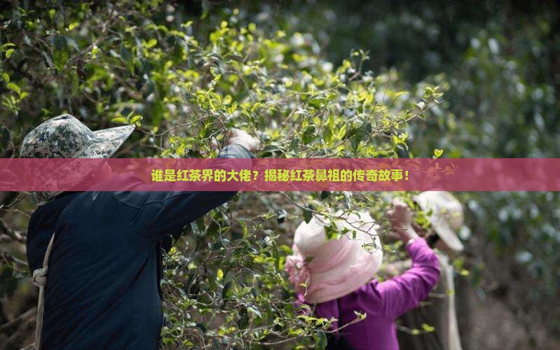 红茶鼻祖是什么