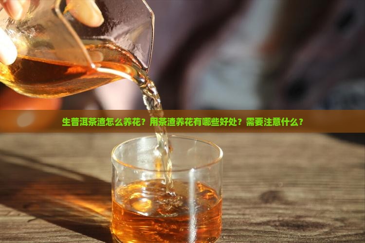 生普洱茶渣怎么养花