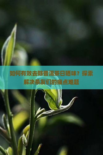 普洱茶日晒味怎么处理