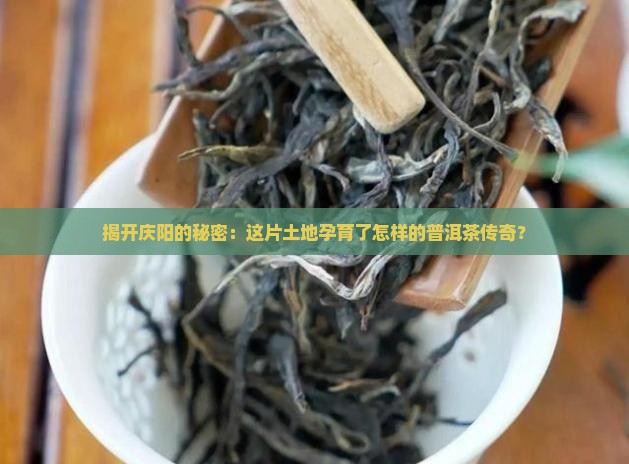 庆阳茶叶普洱茶