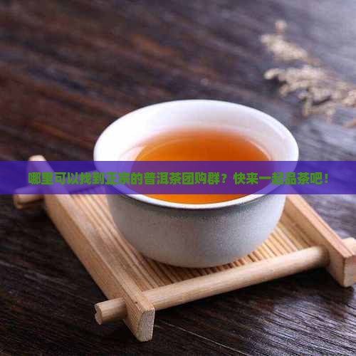 中国茶叶普洱茶团购群有哪些