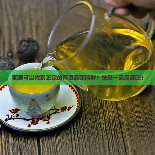中国茶叶普洱茶团购群有哪些