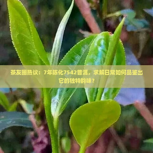 经典7542普洱茶