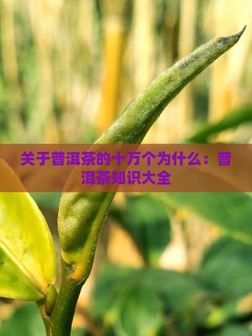 关于普洱茶的十万个为什么