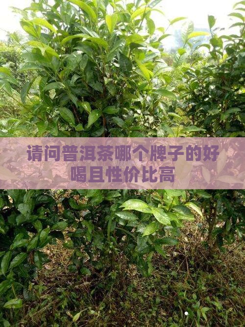 请问普洱茶哪个牌子的好