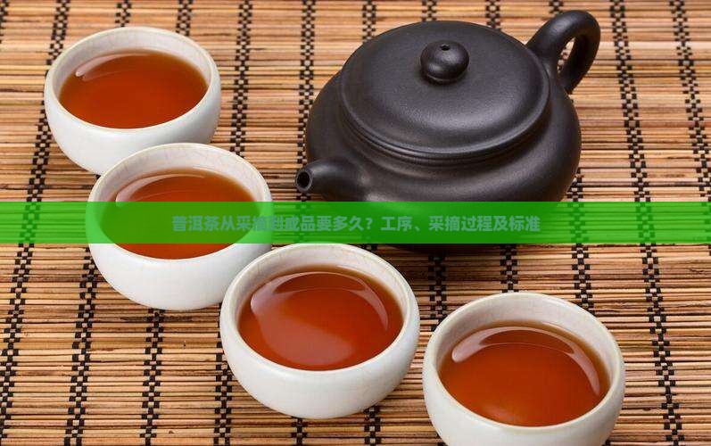 普洱茶从采摘到成品要多久